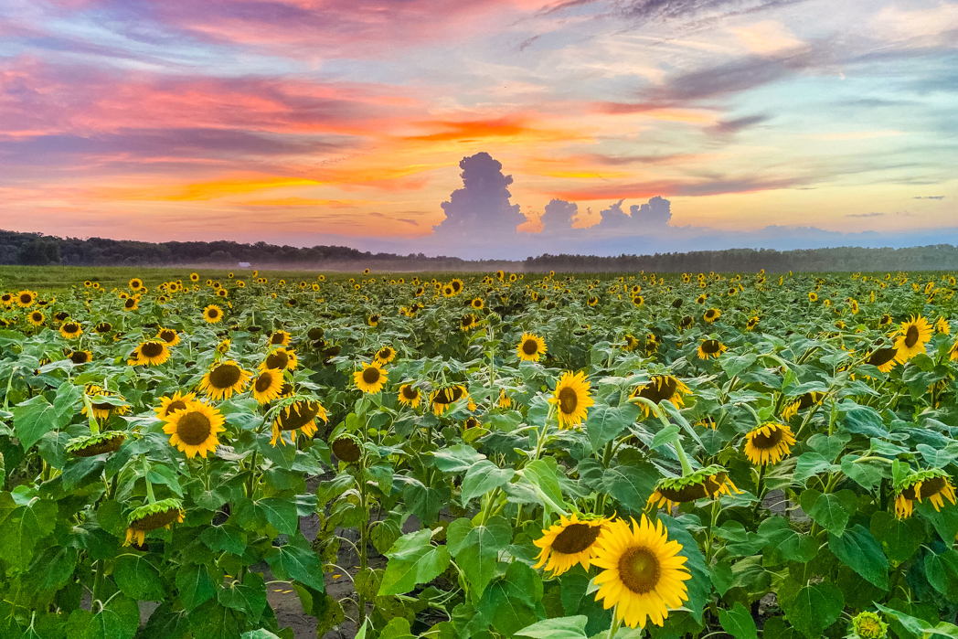 P503-Karen-Cunningham-Missouri-USA